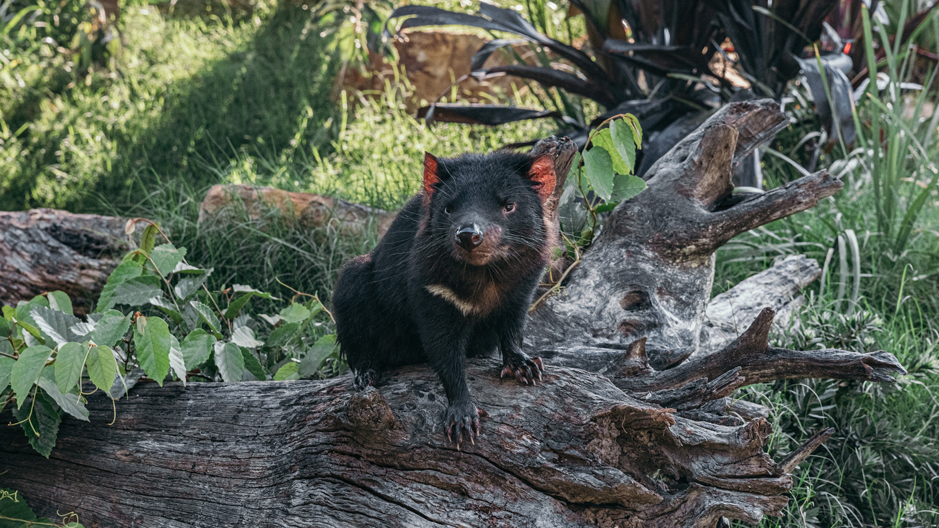 Tasmanian devil perched on a fallen log, surrounded by greenery at Paradise Country’s wildlife habitat.