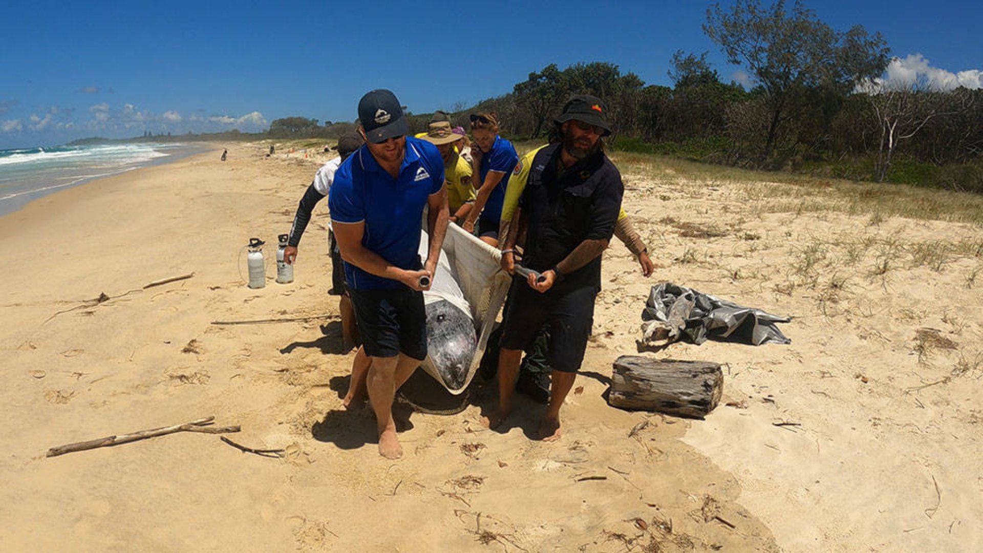 Four people carry a large fish, possibly a shark, along a sandy beach near the shoreline with trees and scuba tanks in the background.