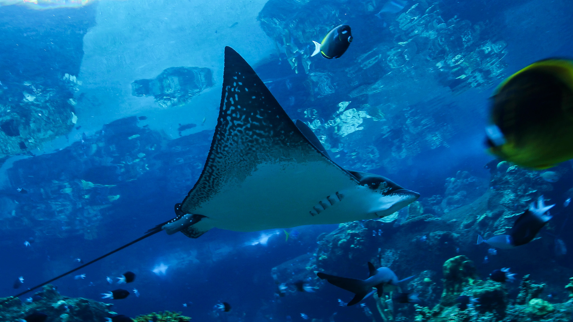 A spotted eagle ray swims underwater among various fish and coral, with sunlight filtering through the blue water above.