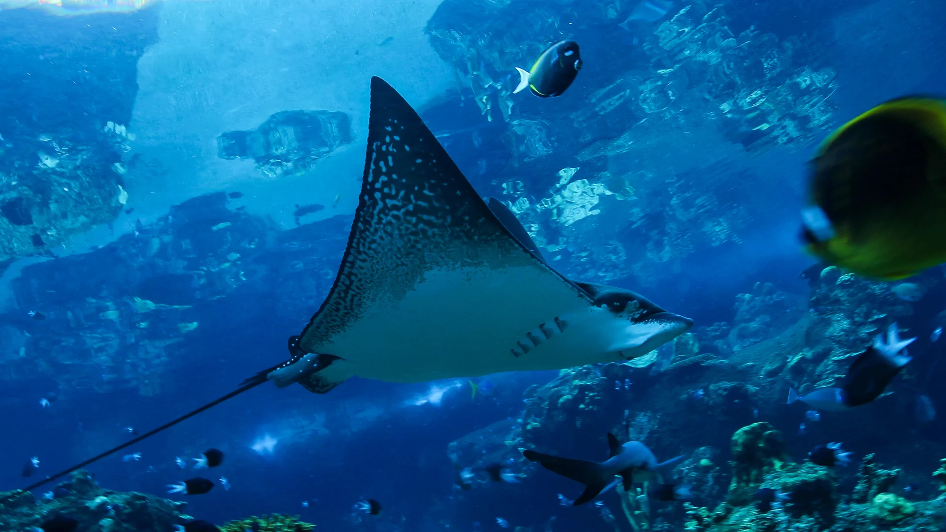 A spotted eagle ray swims underwater among various fish and coral, with sunlight filtering through the blue water above.