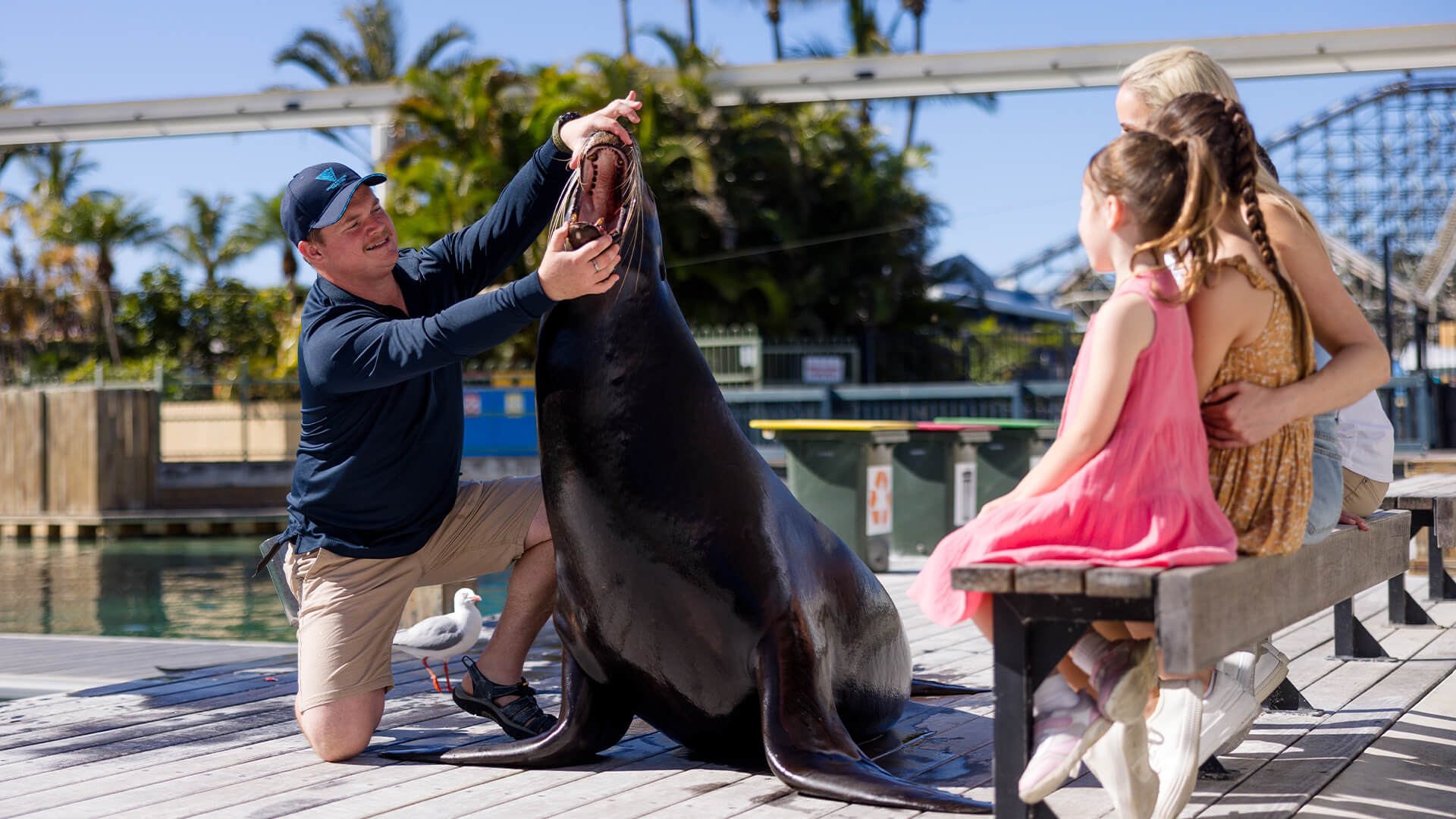 Trainer interacting with a sea lion during a family seal encounter experience at Sea World Gold Coast