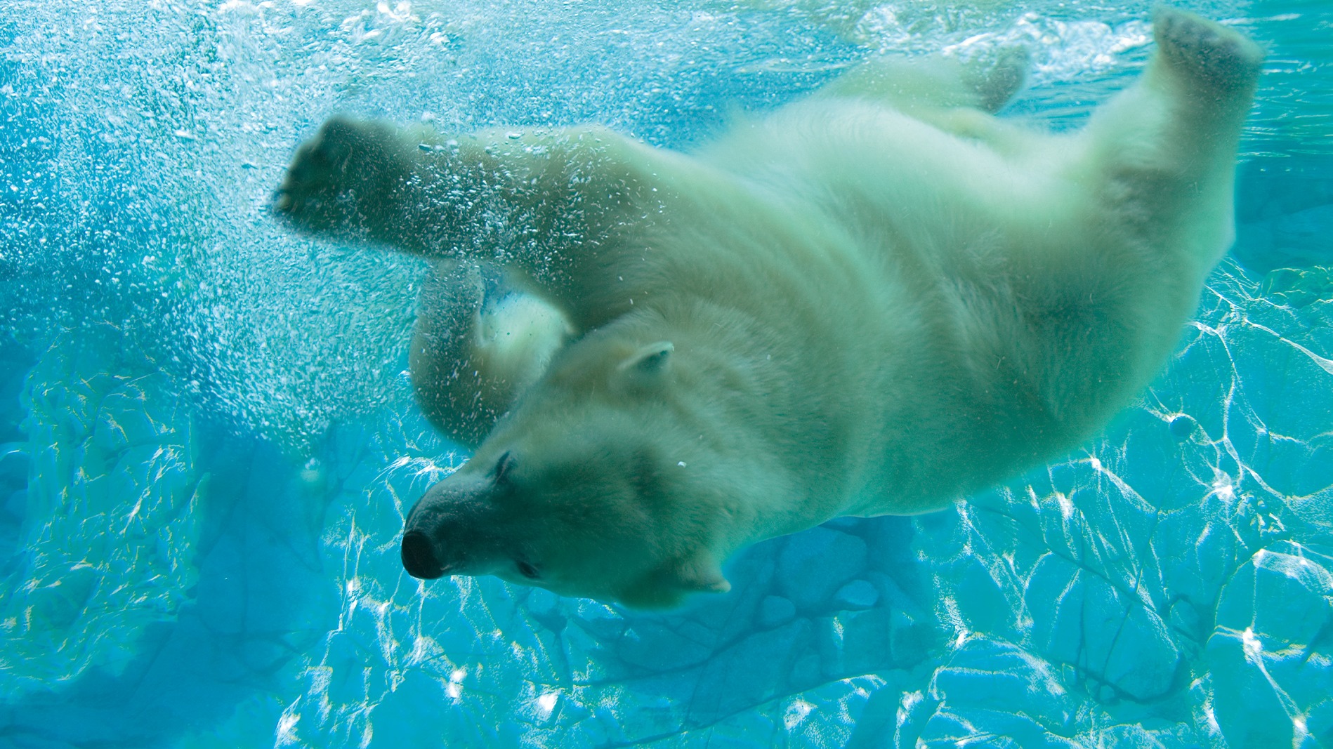 A polar bear swims underwater, surrounded by bubbles, with sunlight streaming through the clear blue water. The bear’s body is stretched out as it glides gracefully.
