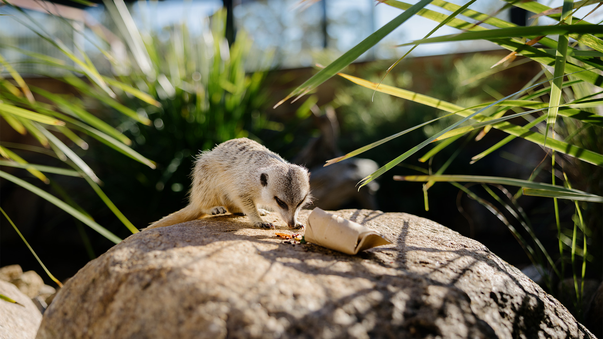 A meerkat stands on a large rock, sniffing or eating food beside a small brown paper tube, surrounded by green plants in a sunlit outdoor setting.