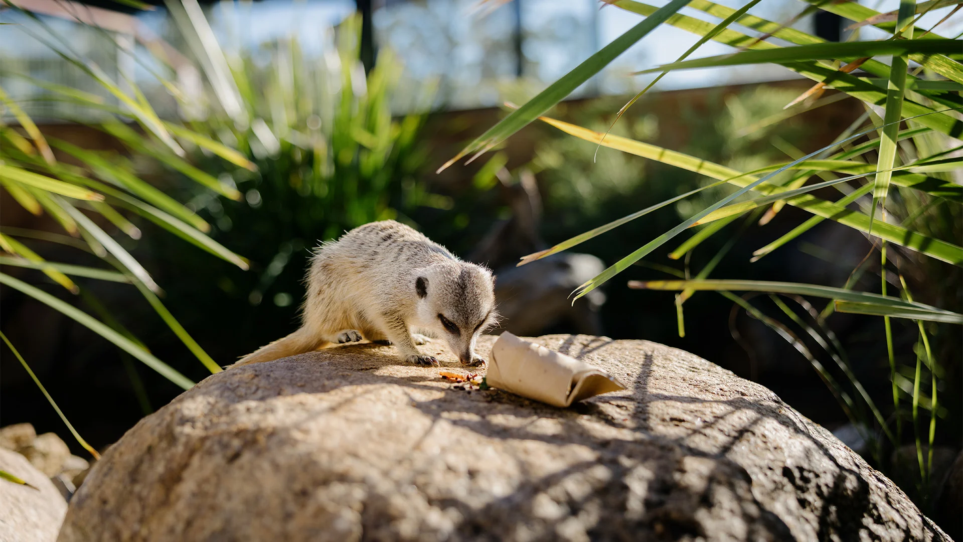 A meerkat stands on a large rock, sniffing or eating food beside a small brown paper tube, surrounded by green plants in a sunlit outdoor setting.