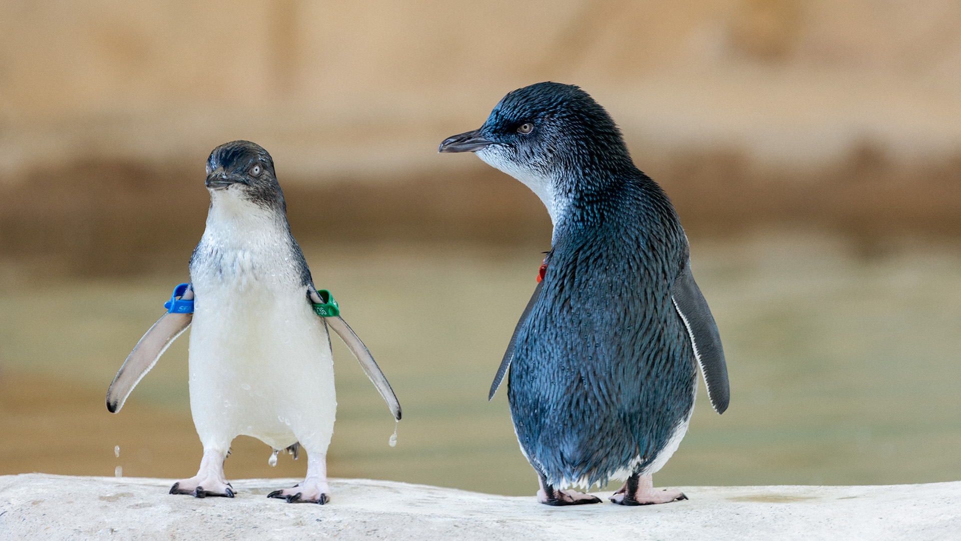 Two small penguins stand on a light-colored surface; one has colored bands on its wings. The background is blurred and neutral.