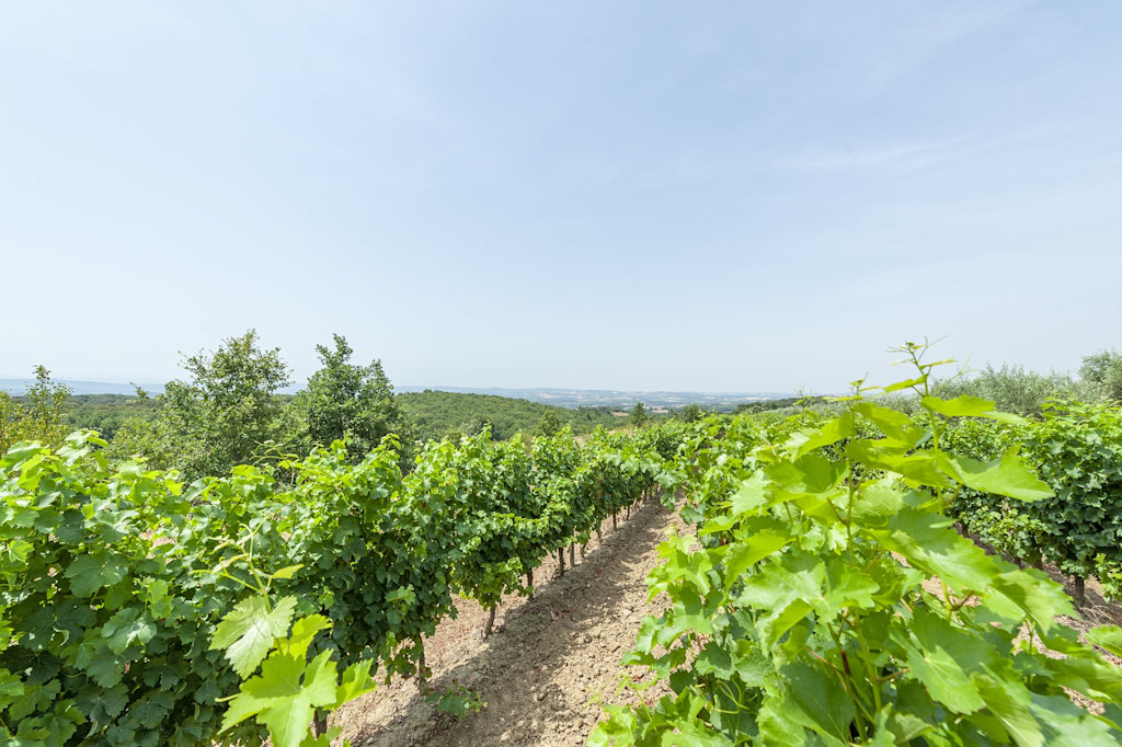 Vignoble du Domaine de Nérige