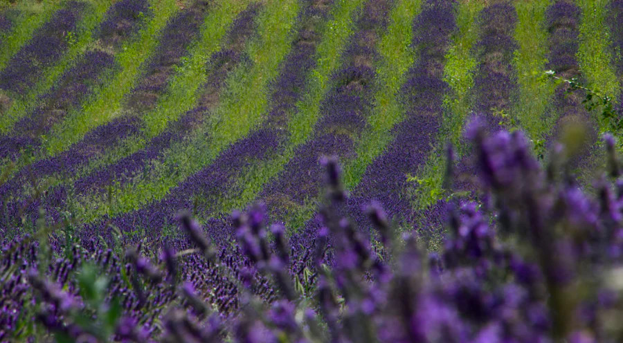 lavender-field