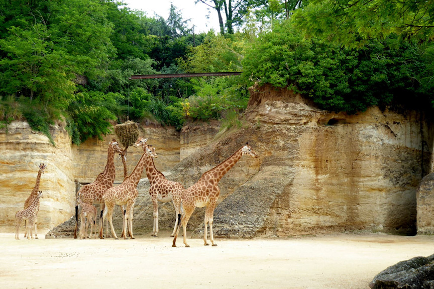 Giraffes at Bioparc Zoo near Doué