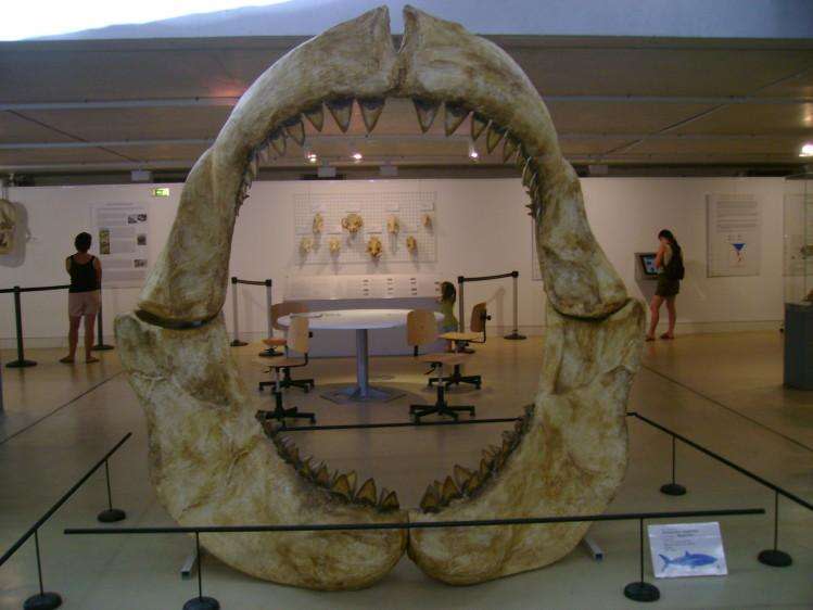 Prehistoric museum
