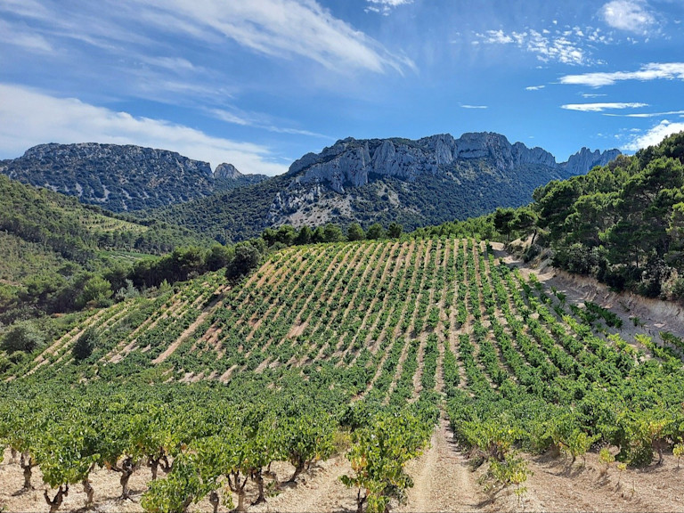 Dentelles de Montmirail