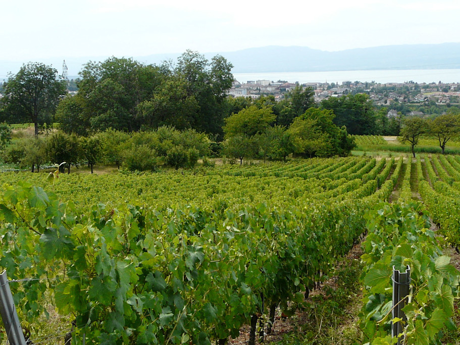 Vignoble 