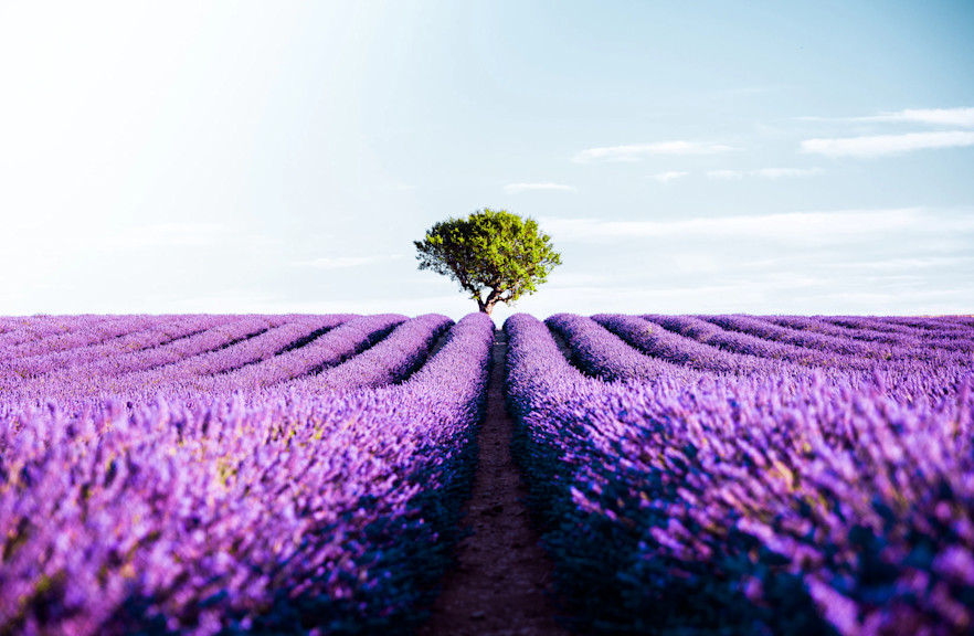 Lavender field
