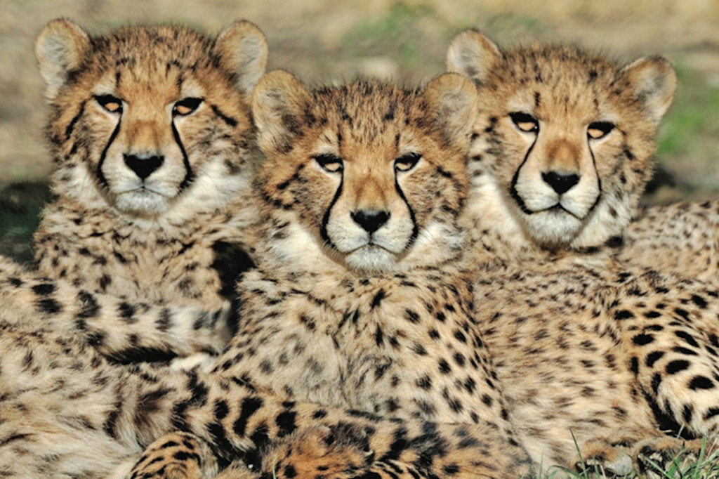 Cheetah at Sigean Zoo