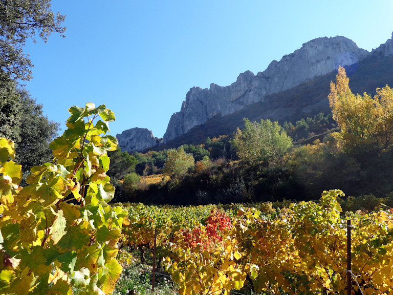 Dentelles de Montmirail