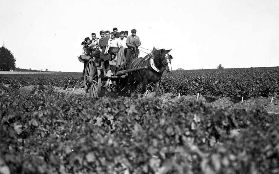 Old-fashioned harvest
