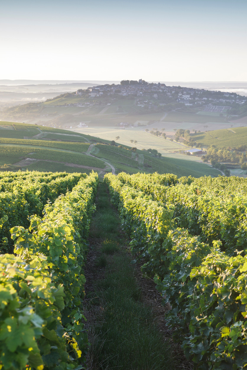 The vineyards surrounding the hilltop village of Sancerre in the Loire Valley, France