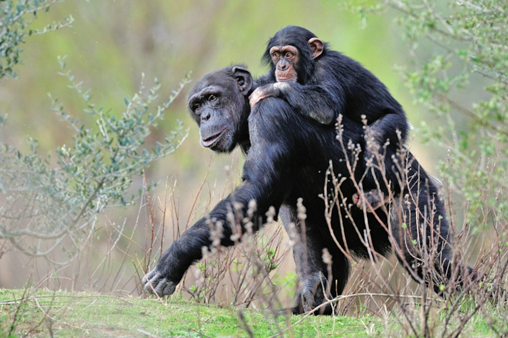 Chimpanzees at Sigean Zoo