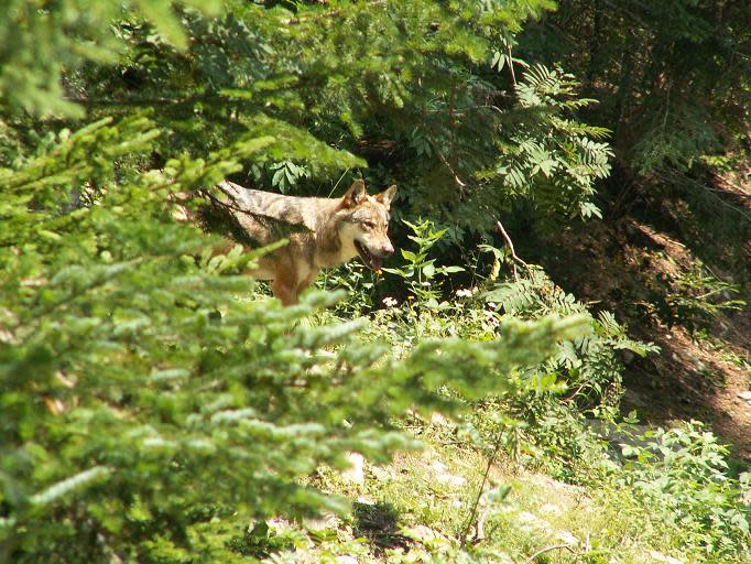 ©Jairo S. Feris Delgado