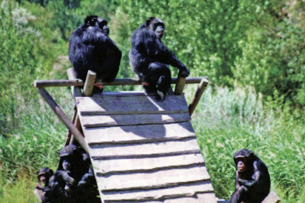 Chimpanzees at Sigean Zoo