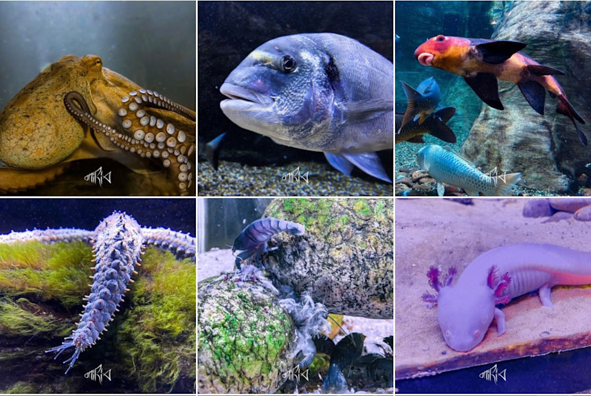 ©instagram @aquariumoniria