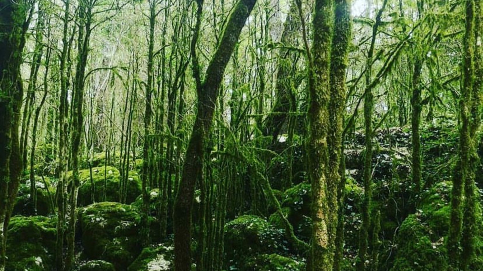 The 'Labyrinthe Vert' trail in Nébias