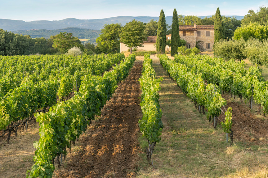 Vineyards stretching across the Provençal countryside in southern France