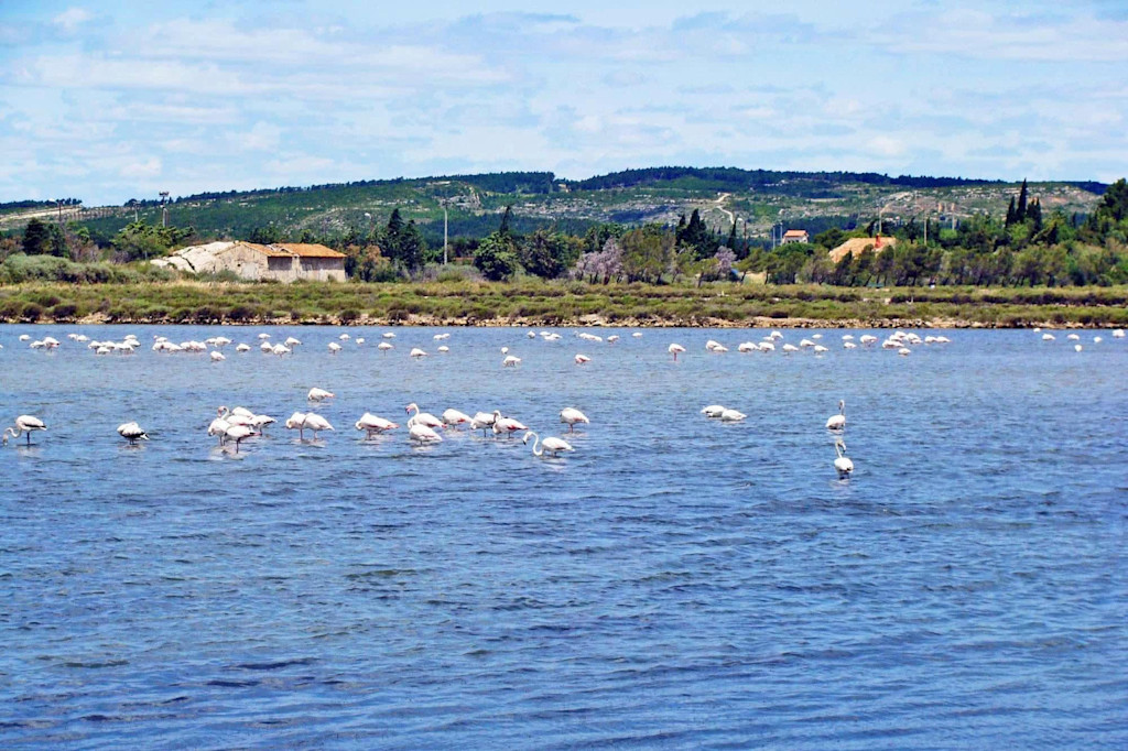Les flamants roses à Peyriac-de-Mer