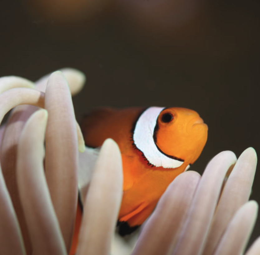 The Aquarium In La Rochelle Atlantic Coast France   Screenshot 2022 11 08 At 11.21.18 