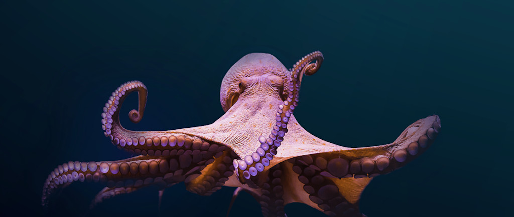 La Rochelle aquarium