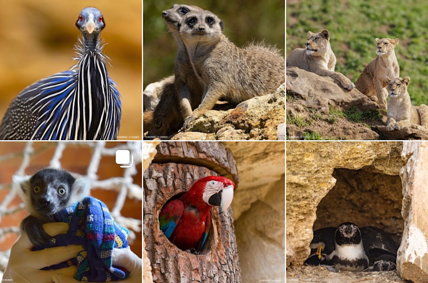 Zoo Doué-La-Fontaine