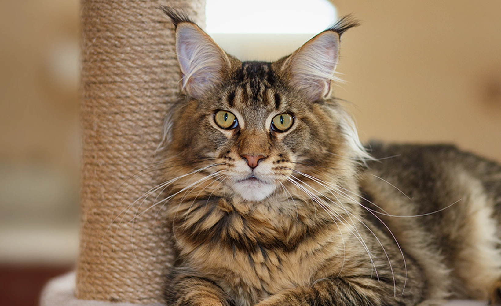 Hip dysplasia coverage - Maine Coon cat