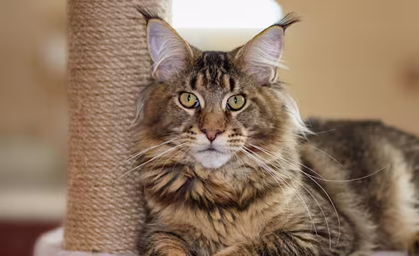 Hip dysplasia coverage - Maine Coon cat