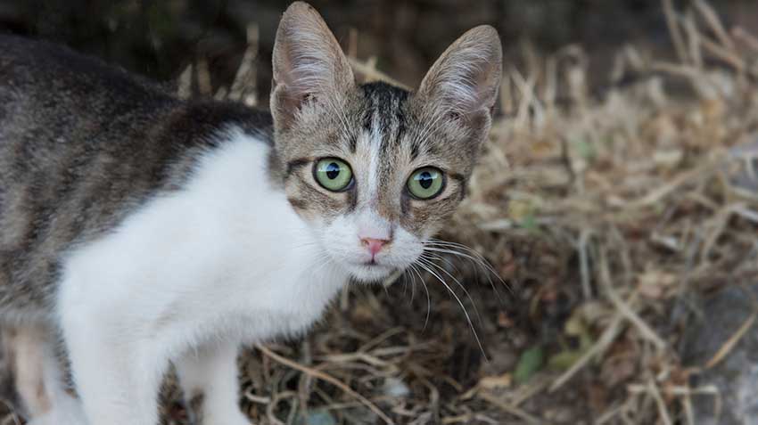 Aegean Cats