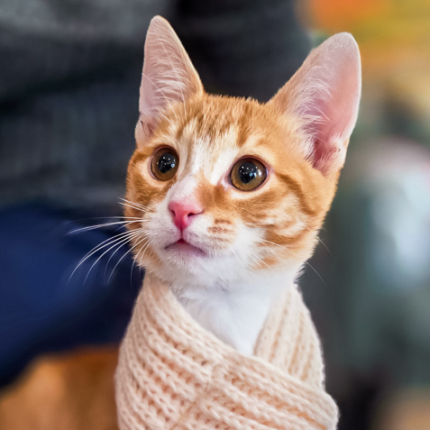 Lucipurr Meowzebub The Lord Of Cats