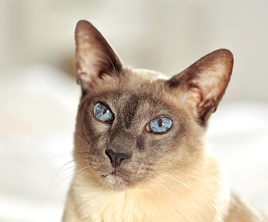 Siamese