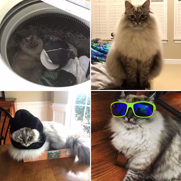 Collage2-3