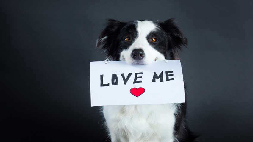 Pet Adoption Tips