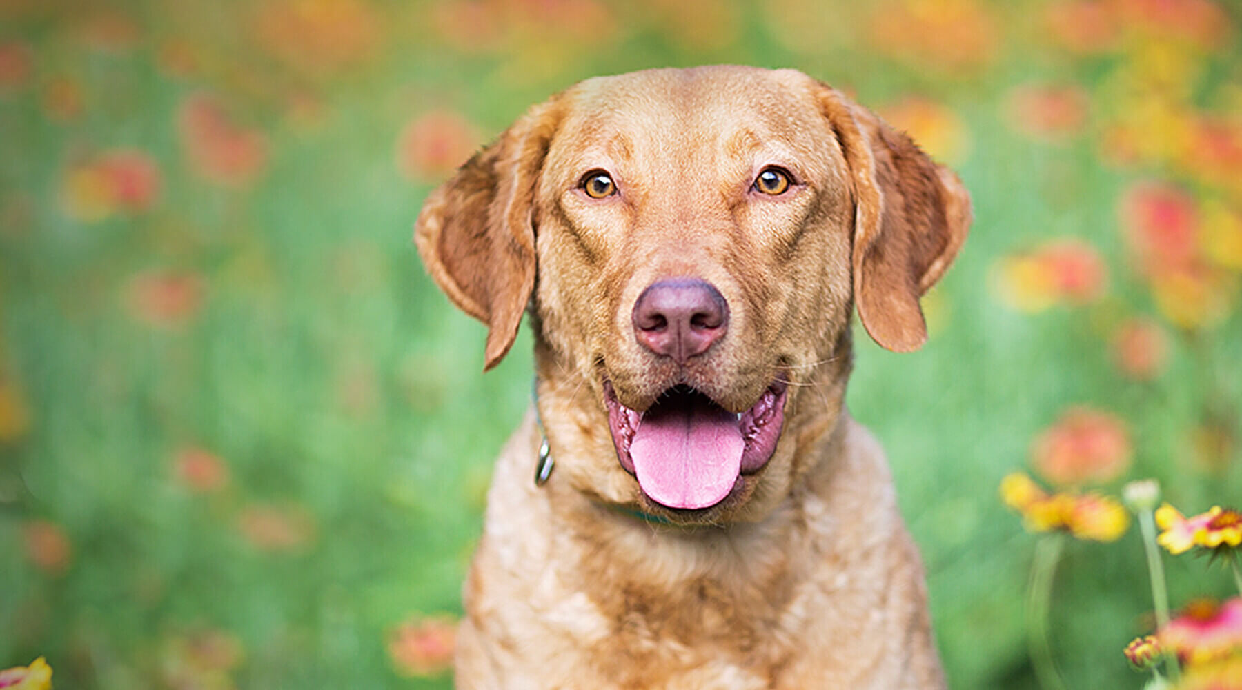 Managing seasonal allergies in pets