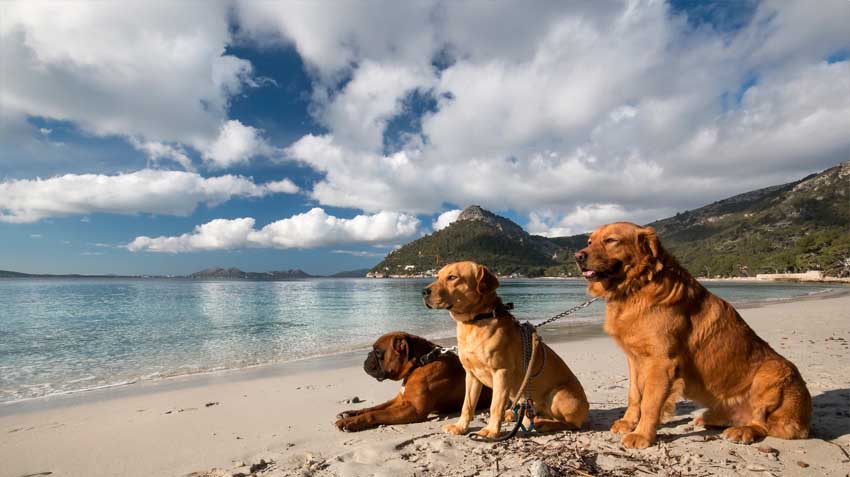 Traveling With Your Pet