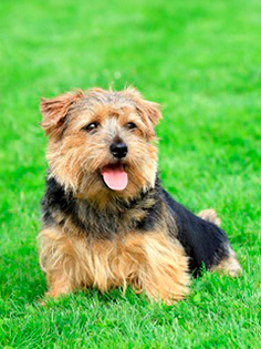 Bague Chien Norfolk Terrier En Argent Sterling - Taille 50 à 62 - Neuf Avec étiquettes