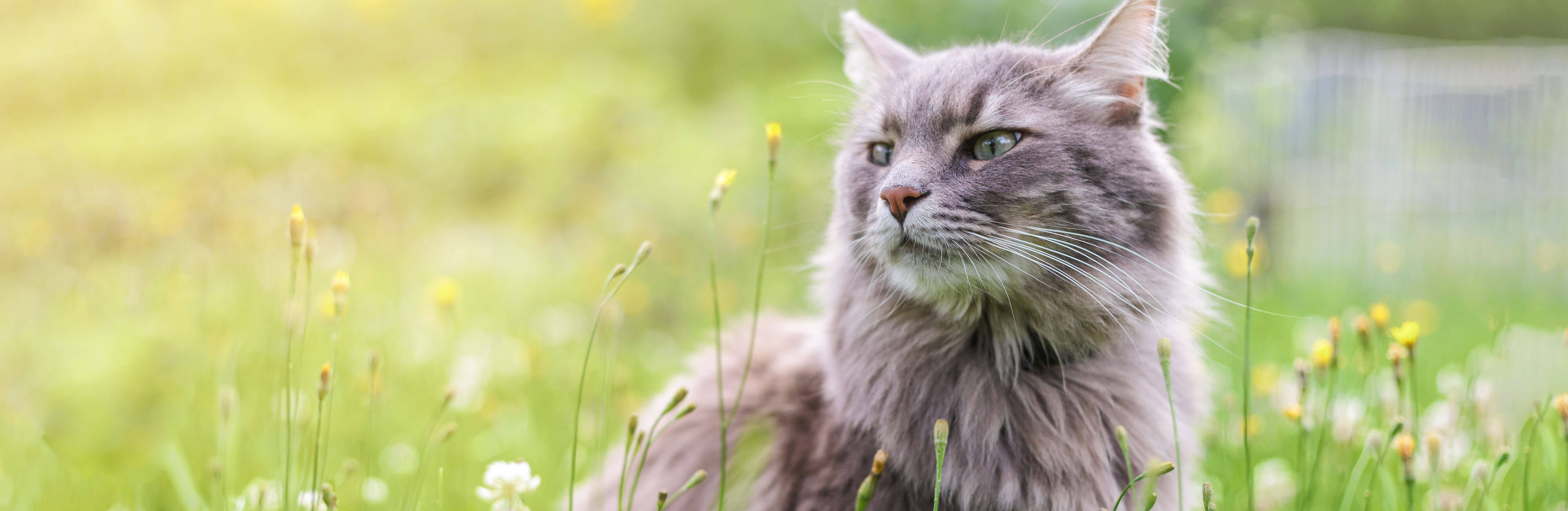 Purrr-fectly amazing!