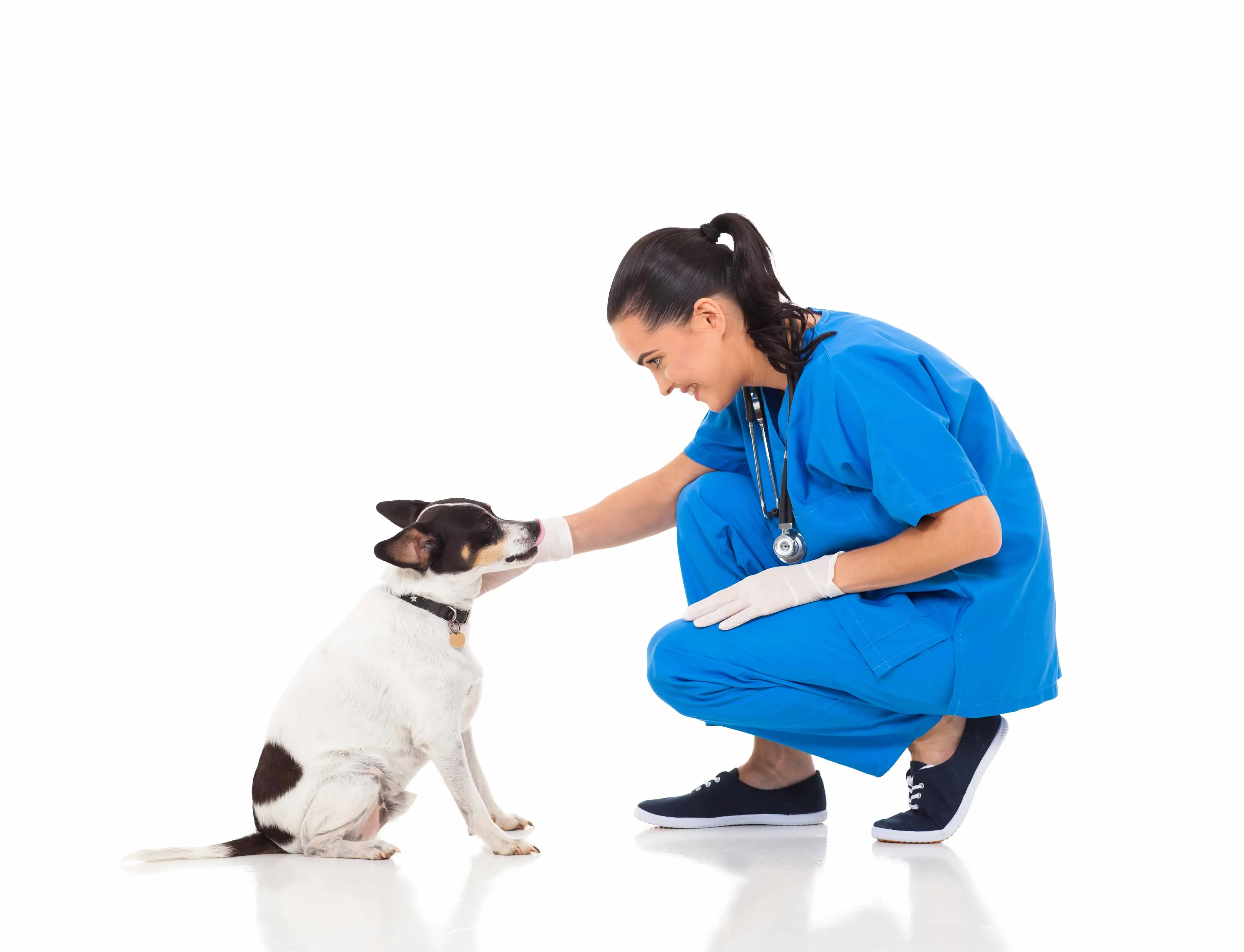 vet petting dog