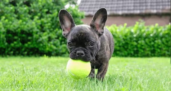 French bulldog puppy GettyImages-1252603903