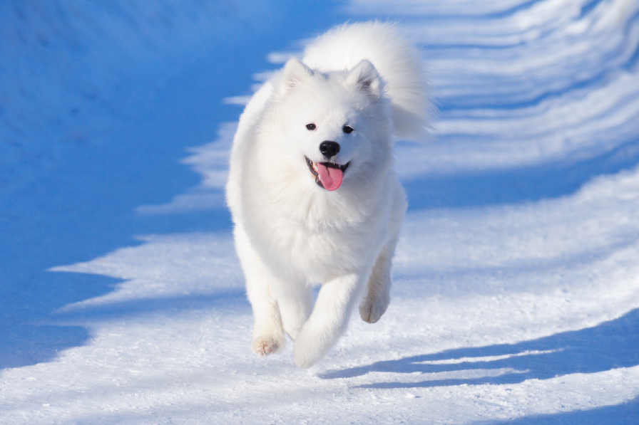 Samoyed image