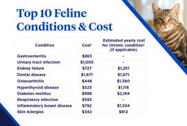 2026 top 10 feline conditions