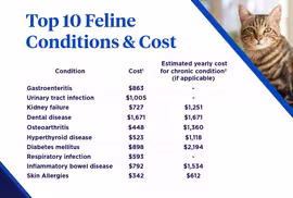 2026 top 10 feline conditions