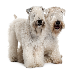 Soft Coated Wheaten Terrier standing — health planner for puppies through senior dogs