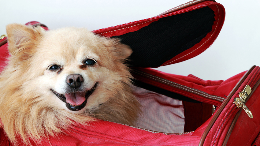 Travelling with Pets | Tips for a Successful Trip with Your Pet