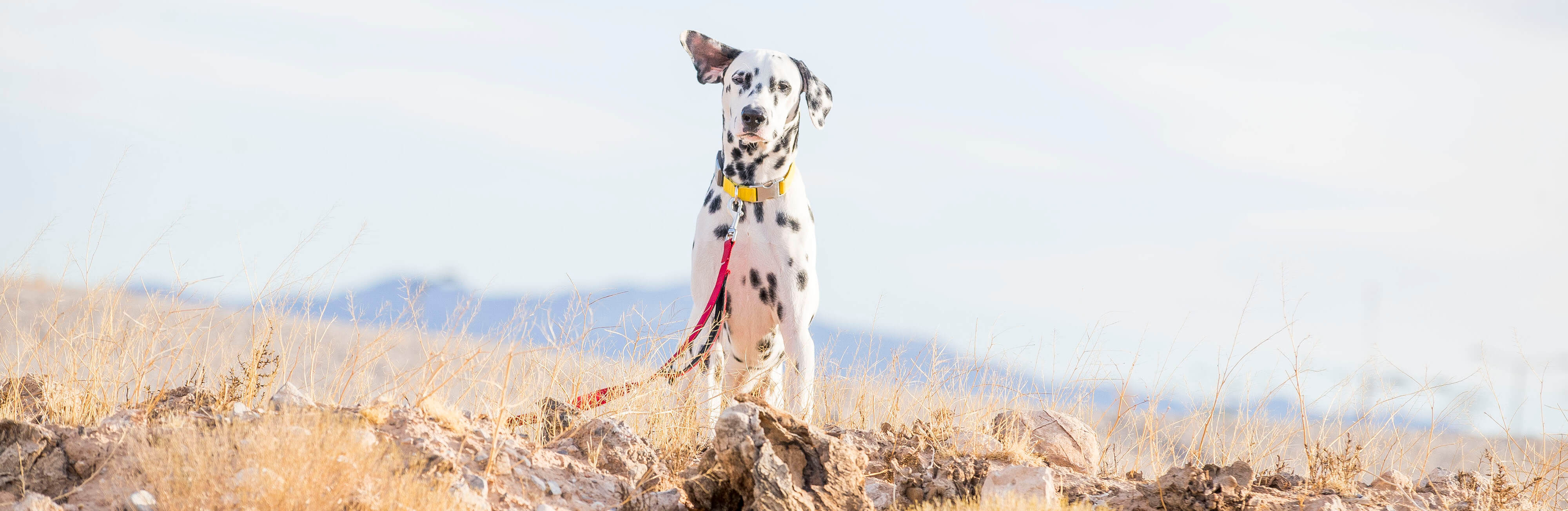 Adopting a pandemic pooch