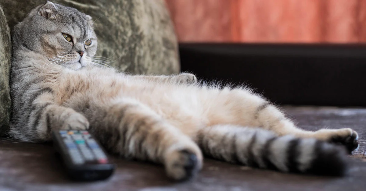 Cat Health Month Article - Cat Lazy
